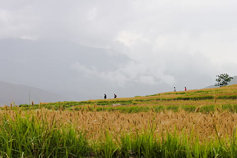bhutan, fields, farm, life, himalayas, rice, rain, clouds, fog HD wallpaper
