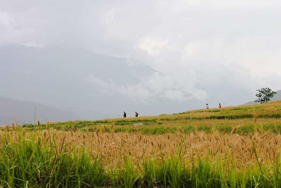 bhutan, fields, farm, life, himalayas, rice, rain, clouds, fog HD wallpaper