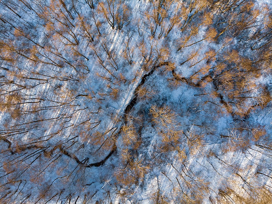 trees on snow, full frame, backgrounds, no people, day, nature HD wallpaper