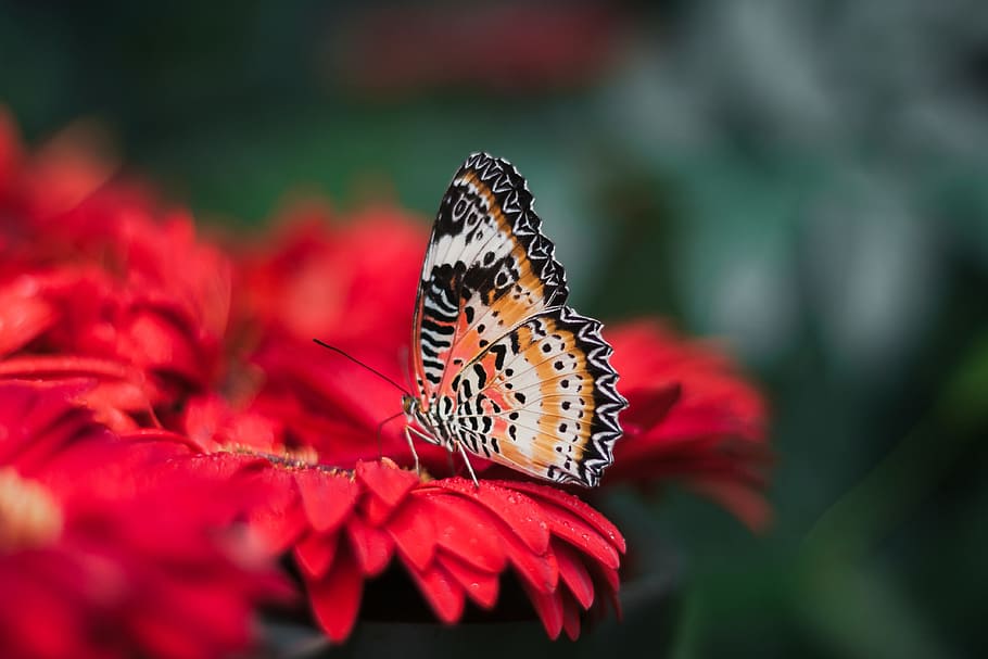 red, petal, flower, bloom, nectar, blur, garden, butterfly HD wallpaper