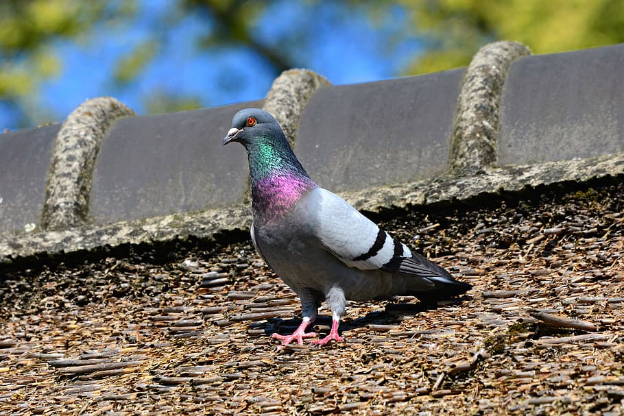 rock dove, pigeon, bird, animal, plumage, feather, beak, eye, HD wallpaper