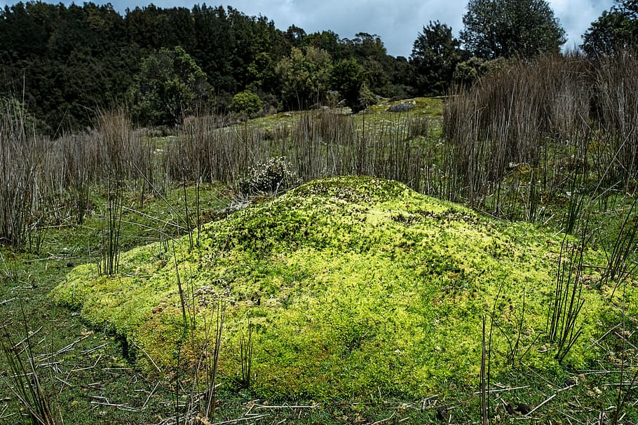 green grass field, nature, goblin forest, david clode, australia HD wallpaper