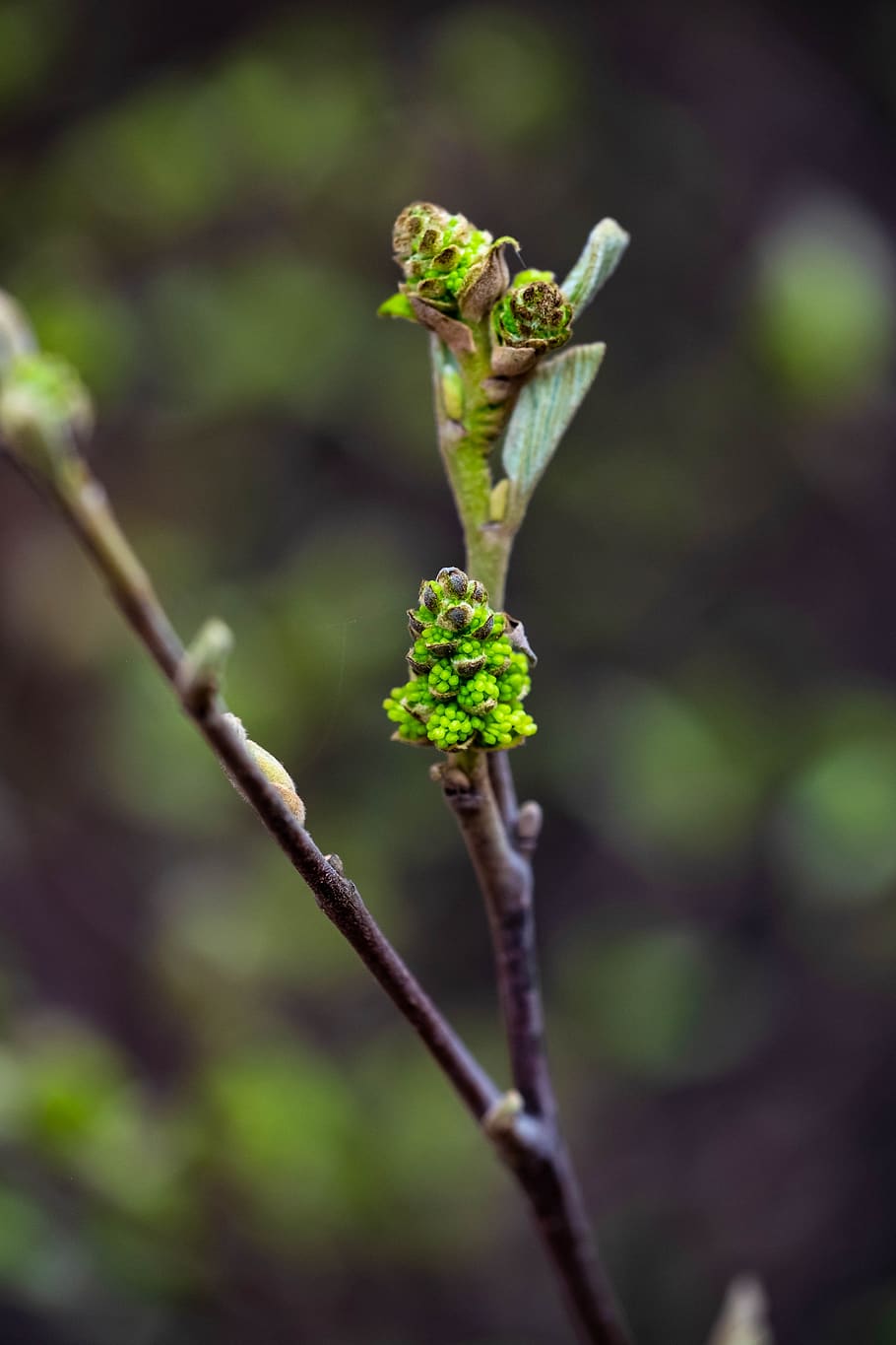 spring, plant, growth, green, garden, shrub, nature, floral HD wallpaper