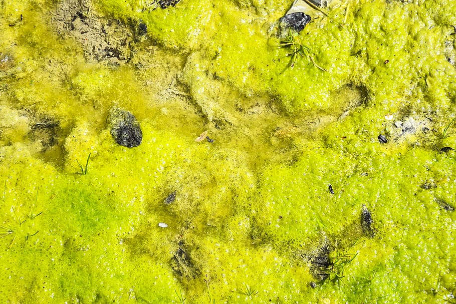 swamp, moss, texture, wall, green, background, grass, lichen HD wallpaper