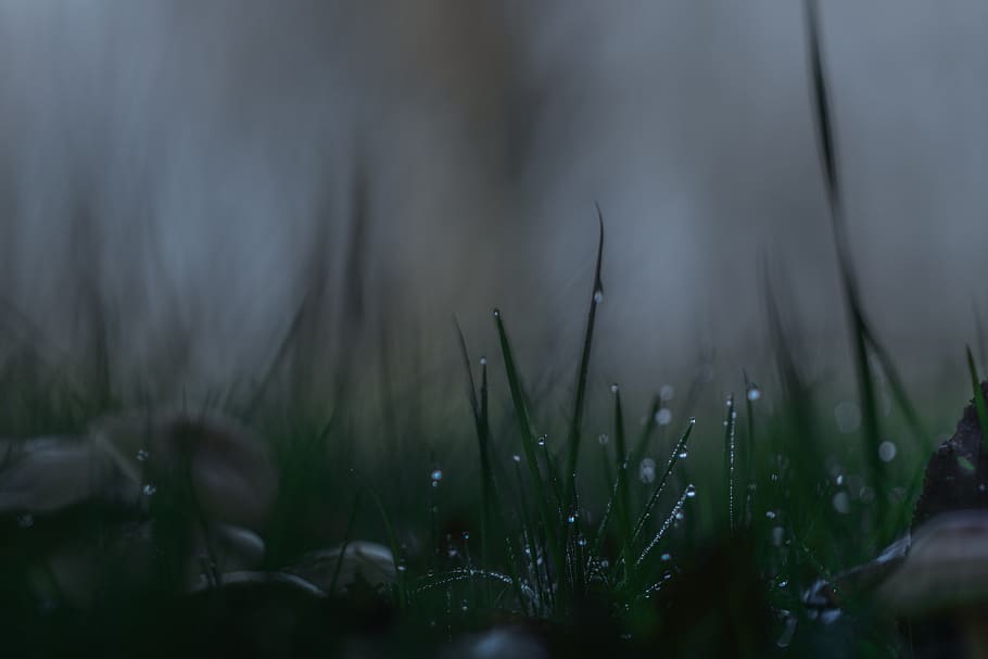 dropwater, forest, mood, bokeh, plant, selective focus, growth HD wallpaper