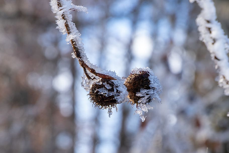 frost, ice, tree, fruits, winter, cold, close up, cold temperature HD wallpaper
