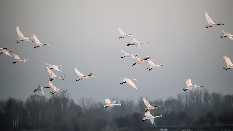 Flock of White Bird, action, animal, feathers, flight, flying HD wallpaper