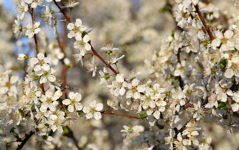 flowers, white, casey, tree, spring, nice, petals, flowering plant HD wallpaper