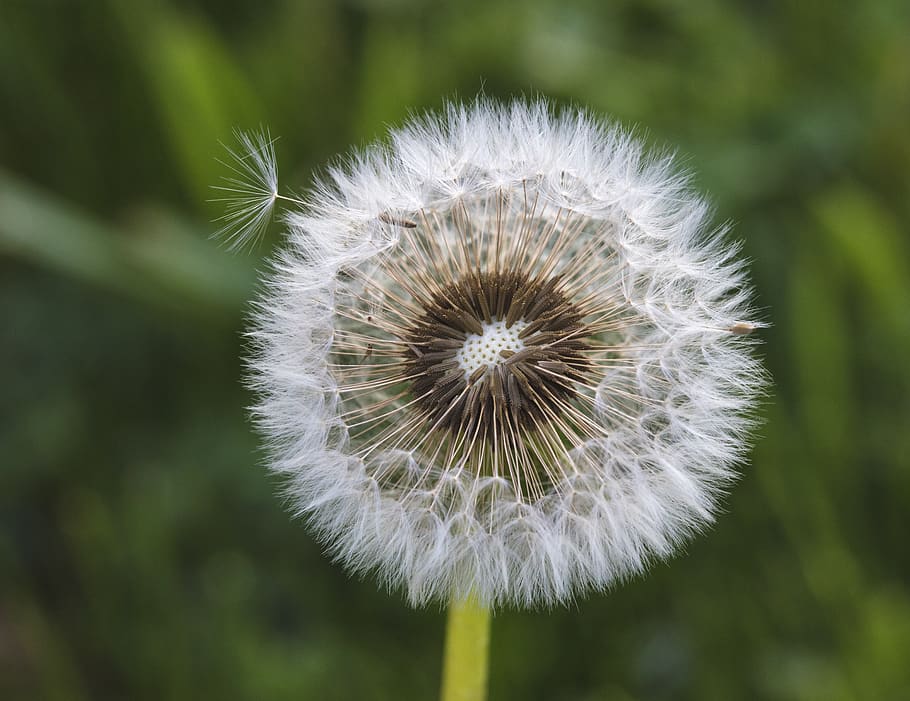 flower, freshness, plant, fragility, vulnerability, flowering plant HD wallpaper