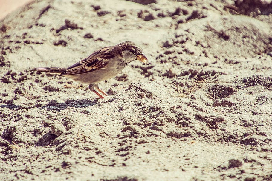 greece, kos, beach, bird, summer, sand, sparrow, one animal HD wallpaper