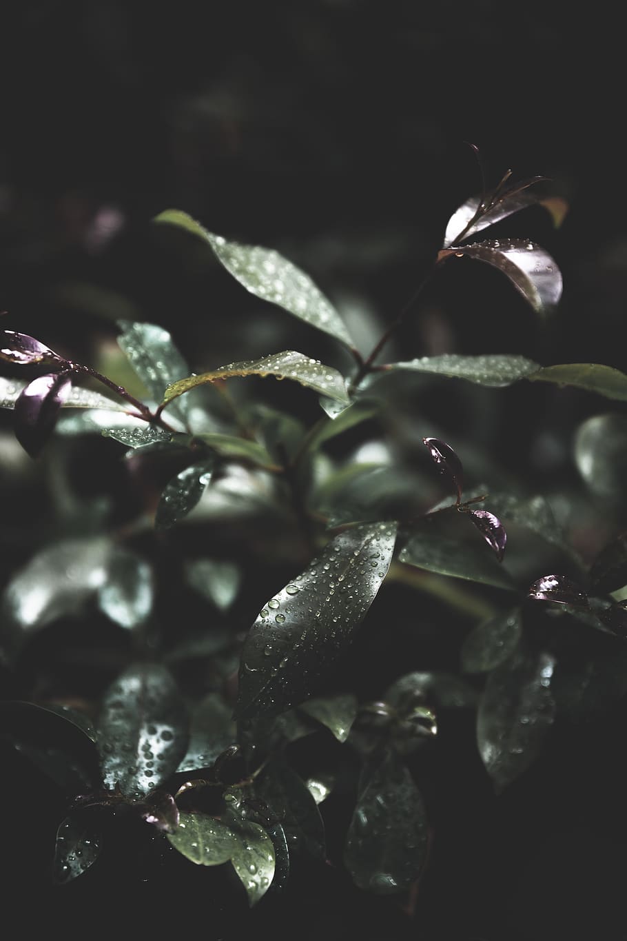 plant, leaf, vegetation, green, droplet, nature, tree, sunlight HD wallpaper