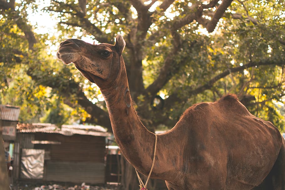 india, duttapulia, camel, animal, outdoor, forest, animal themes HD wallpaper