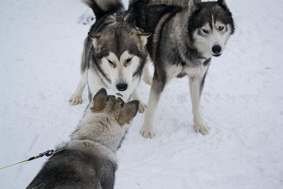 huskies, dog, animal themes, group of animals, snow, cold temperature HD wallpaper