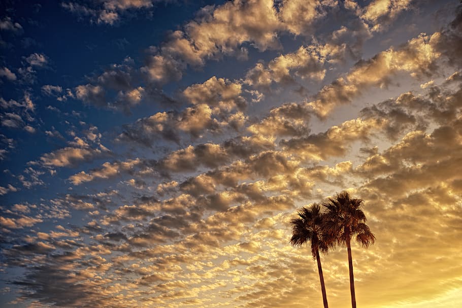 Low Angle Photography of Palm Tree Under Cloudy Sky during Golden Hour HD wallpaper