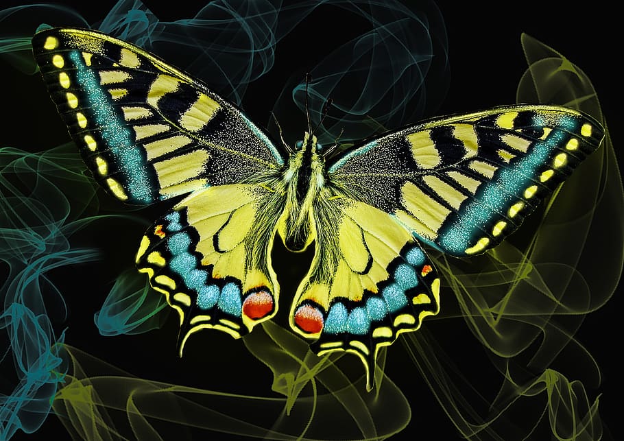 butterfly, neon, glow, light, glowing, effect, black, blue, HD wallpaper