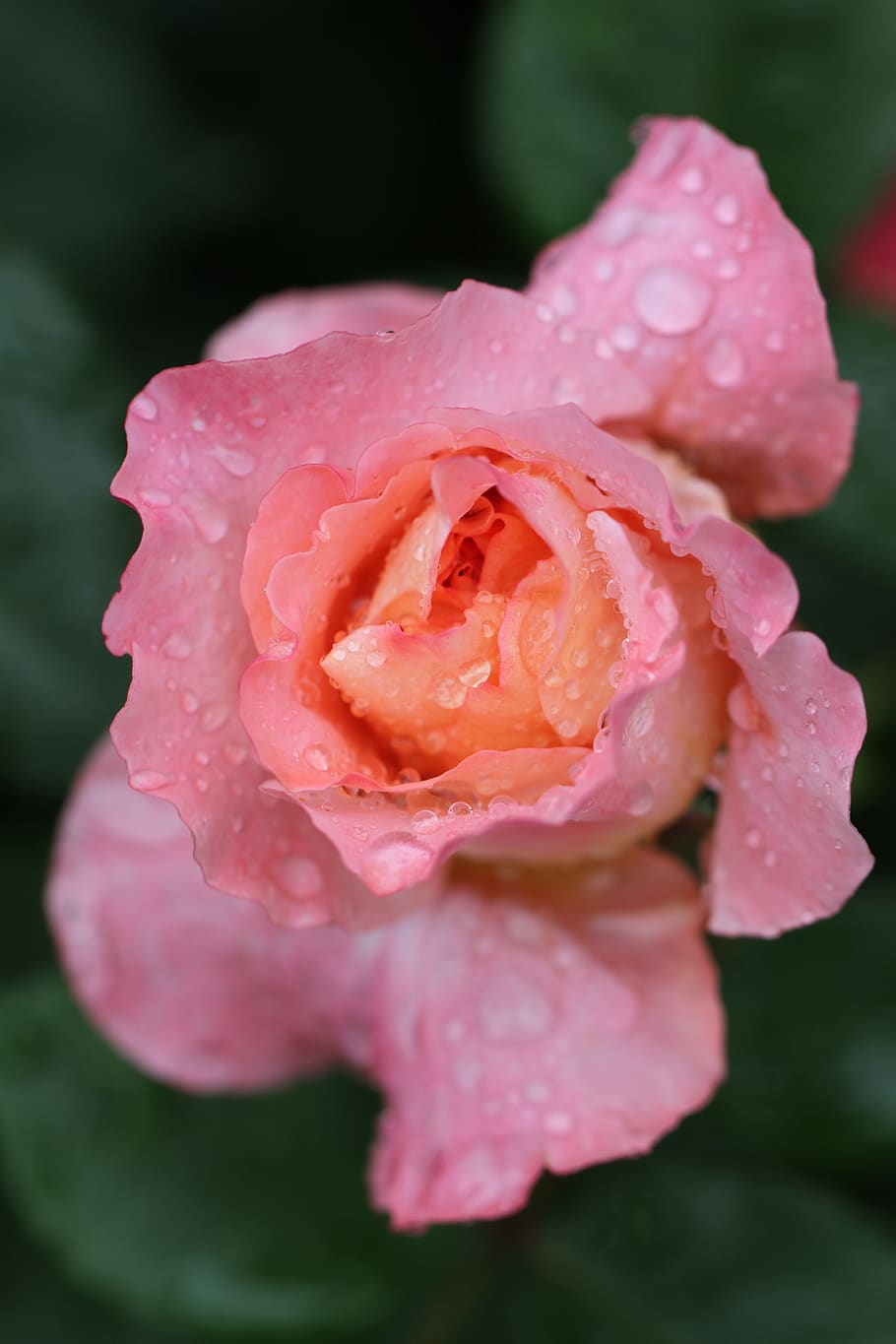 Close Up Photography of Pink Petaled Flower With Water Dew, bloom HD wallpaper