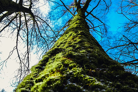 sky, tree, green, grass, snow, february, blue cloud, minimalizm HD wallpaper