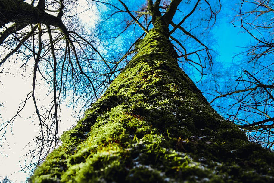 sky, tree, green, grass, snow, february, blue cloud, minimalizm HD wallpaper