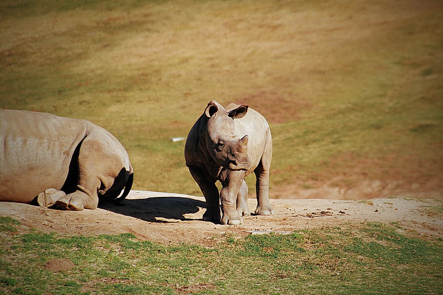2 rhinoceros sun bathing, animal, elephant, mammal, wildlife HD wallpaper