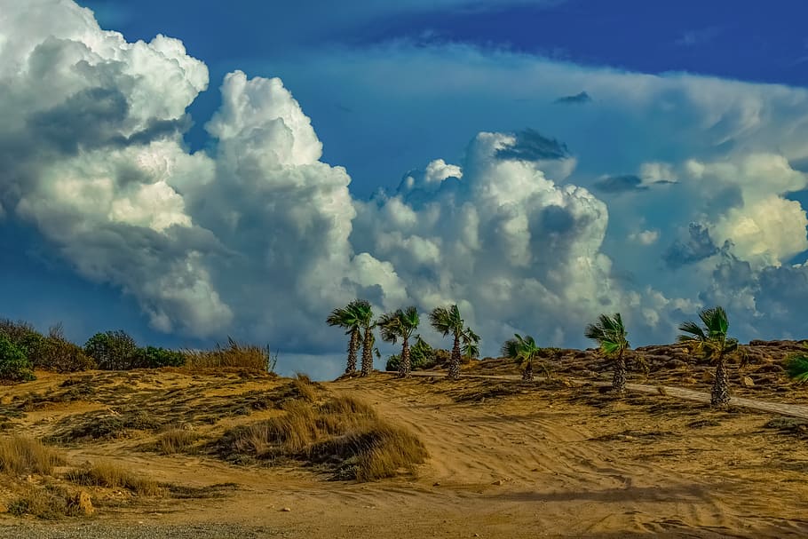 landscape, palm trees, dunes, path, nature, sky, clouds, autumn HD wallpaper
