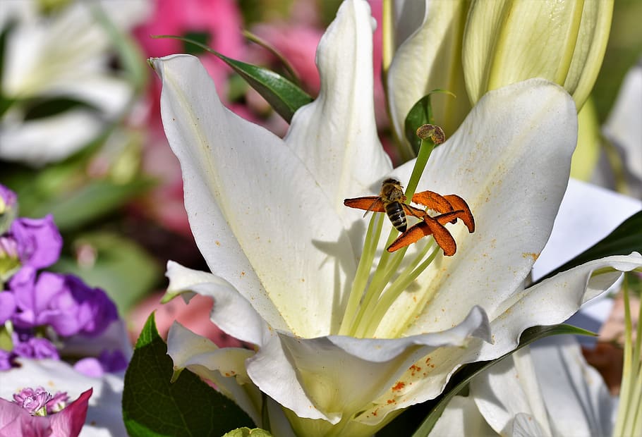 lily, blossom, bloom, bee, honey bee, lilies, stamen, pistil HD wallpaper