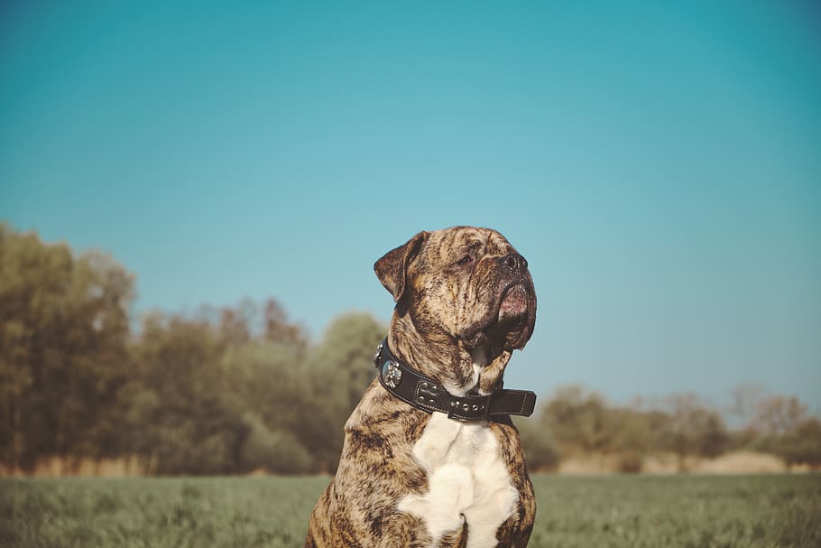sky, dog, clouds, nature, landscape, pet, summer, mood, cute HD wallpaper