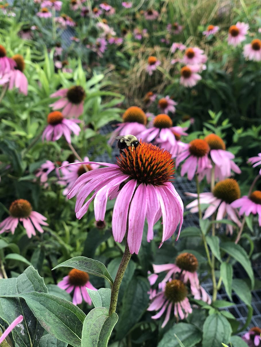 daisy, honey, bee, bumble, flower, pink, field, insect, spring HD wallpaper