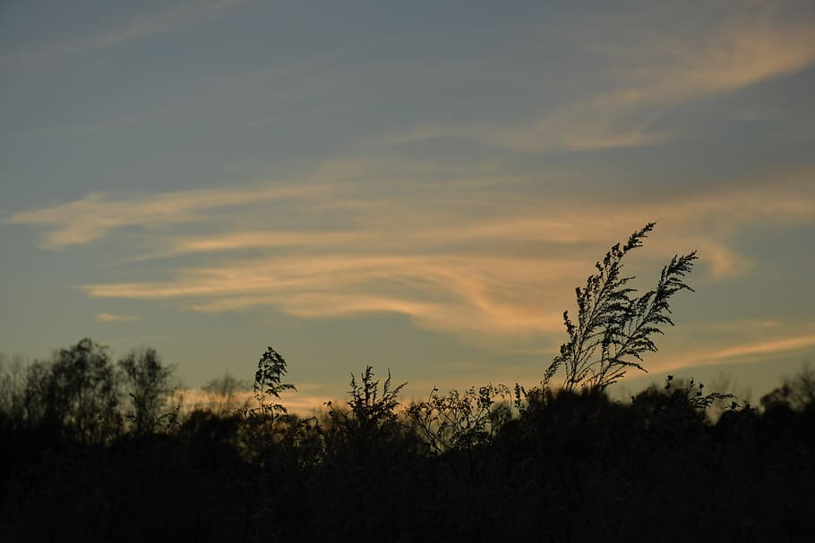 sky, plant, beauty in nature, sunset, cloud - sky, growth, tranquility HD wallpaper