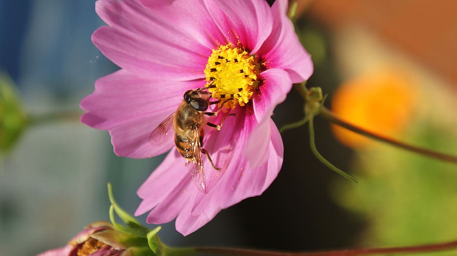summer, pink, flower, bee, bug, garden, vegetable, bloom, flora HD wallpaper
