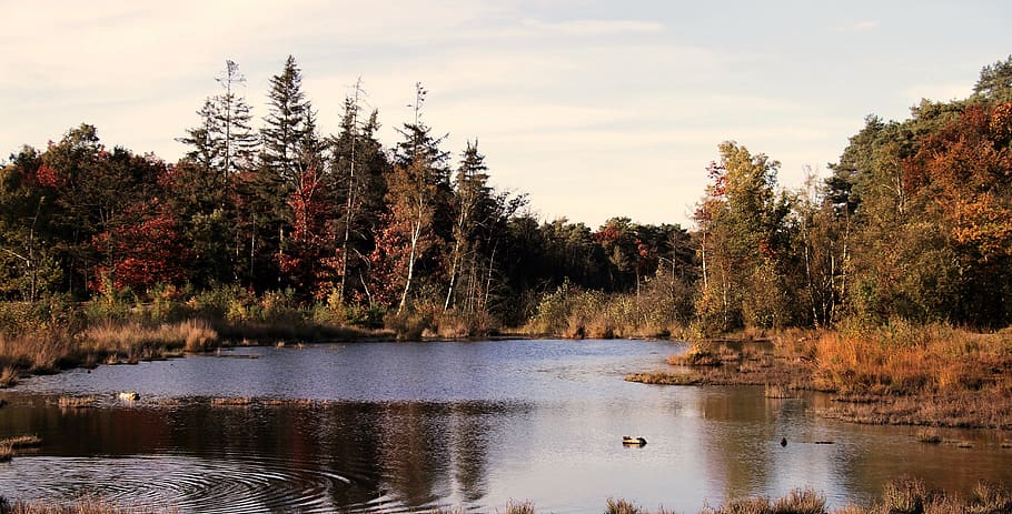 heide, forest, lake, nature, landscape, trees, autumn, sunny HD wallpaper