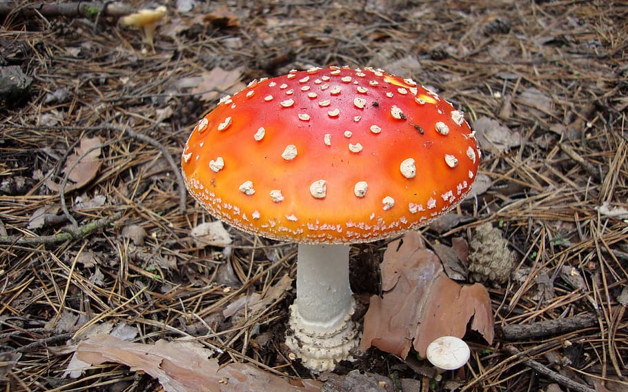 flora, macro, bokeh, nature, mushrooms, fungus, vegetable, food HD wallpaper