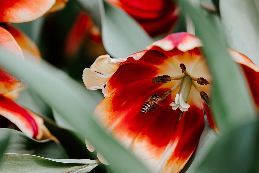 red petaled flower, plant, pollen, bee, blossom, insect, honey bee HD wallpaper