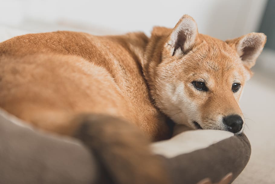 Hd Wallpaper United States New Jersey Shibainu Furr Pet