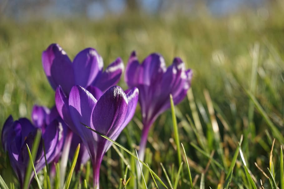 crocus, spring, nature, flower, plant, purple, flowering plant HD wallpaper