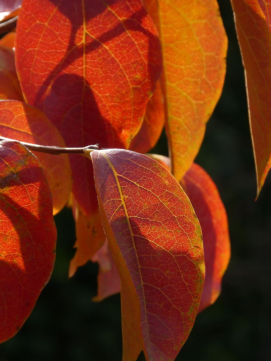 leaf, red leaf, translucent, autumn, nature, color, plant part HD wallpaper