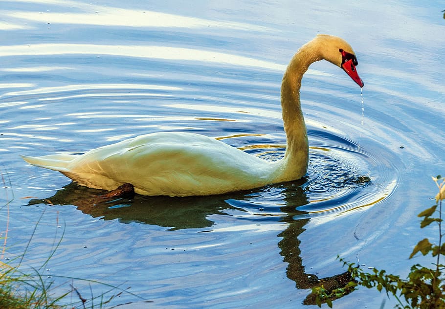 swan, ave, white, animals, plumage, water, pen, nature, lake HD wallpaper
