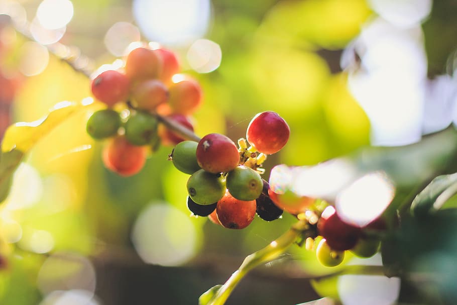 coffee bean, coffee beans, coffee garden, coffee production HD wallpaper