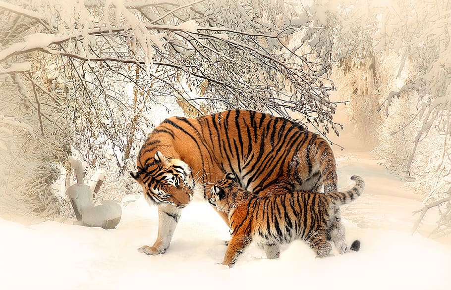 Adult and Cub Tiger on Snowfield Near Bare Trees, animal photography