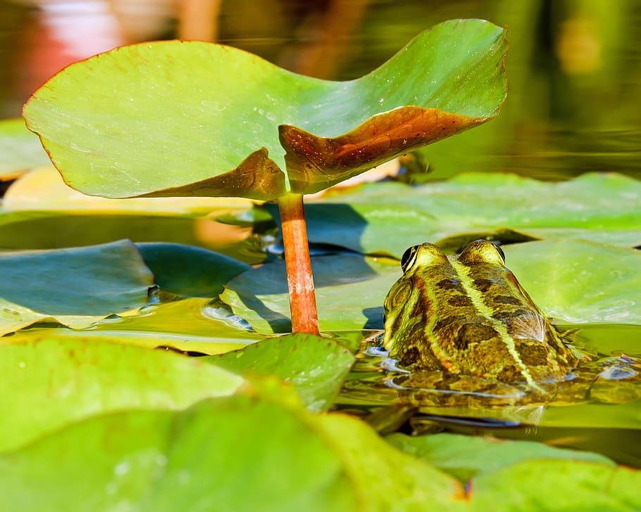 HD wallpaper: frog, water frog, frog pond, animal, green, nuphar pumila