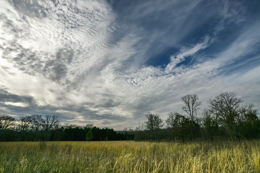 Green Grass Under Blue and White Sky at Daytime, bright, clouds HD wallpaper
