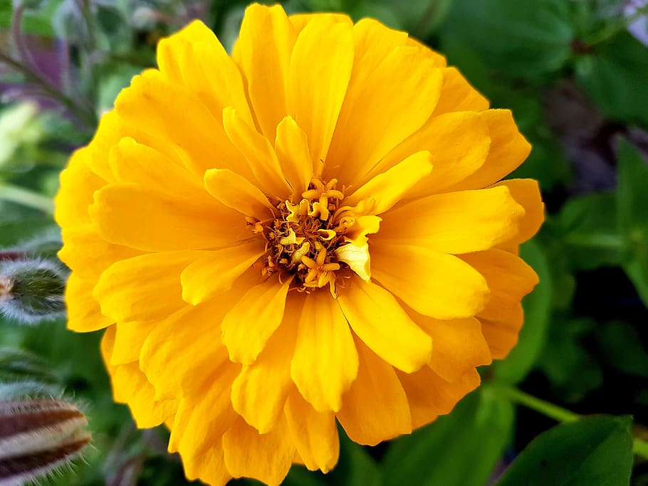 flower, bloom, summer, flora, zinnia, flowering plant, petal HD wallpaper