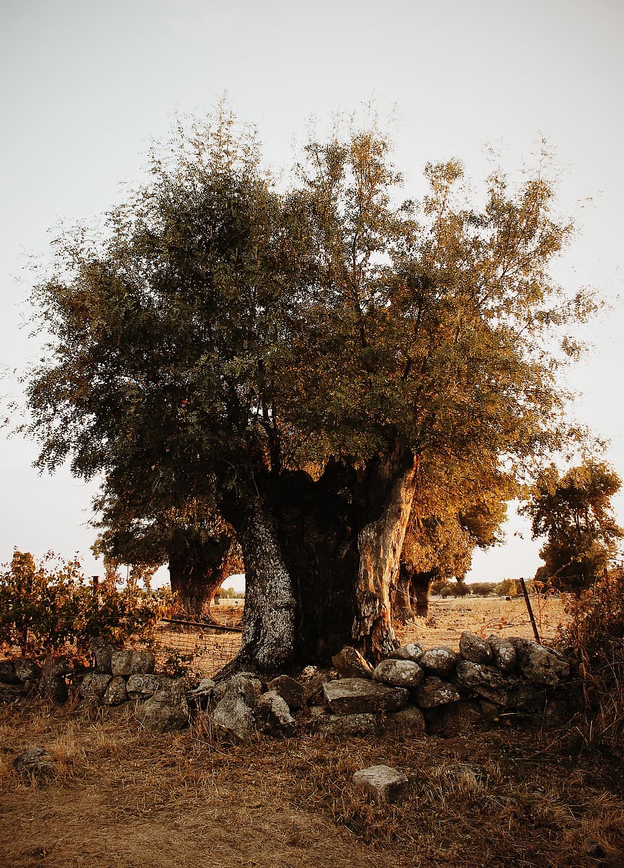 spain, madrid, con solera, tree, plant, land, growth, sky, nature HD wallpaper