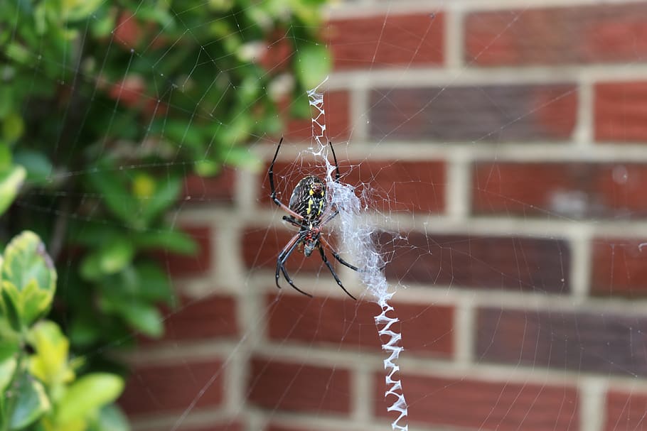 spider, cobweb, nature, insect, case, animal, cobwebs, spin threads HD wallpaper