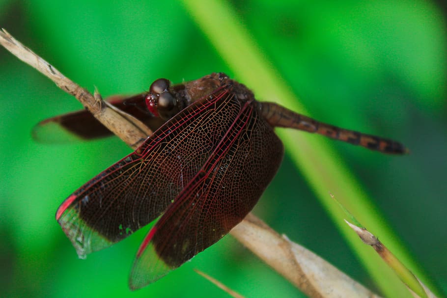 Red and Brown Dragonfly on Yellow Grass, close-up, insect, macro HD wallpaper