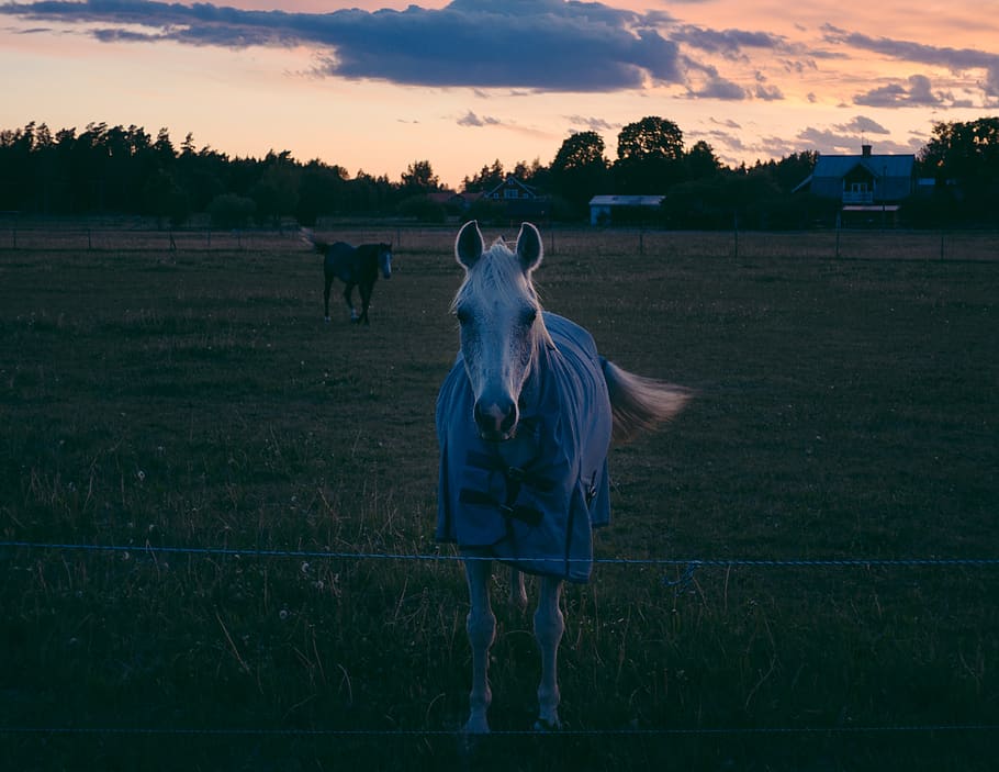 sweden, sunset, light, orange, wow, white, horse, horses, field HD wallpaper