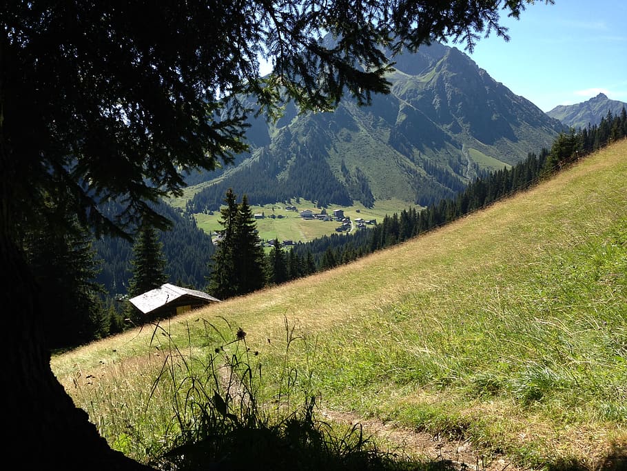 austria, tree, grass, holiday, hiking, mountains, summer, plant HD wallpaper