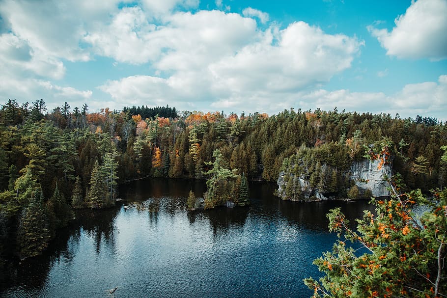 green trees and river, conifer, plant, flora, water, land, marsh HD wallpaper