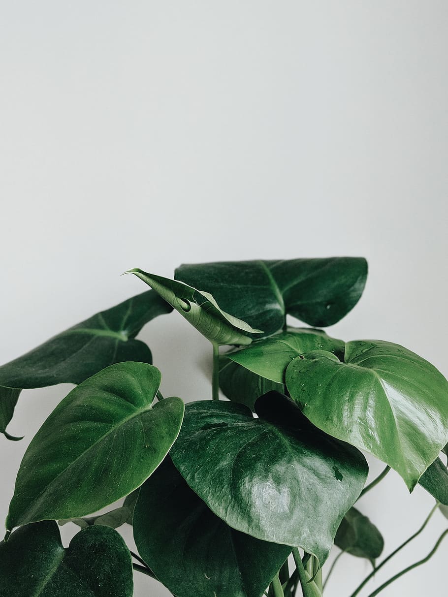 Devil's ivy plant, leaf, green, white, decoration, house plant HD wallpaper
