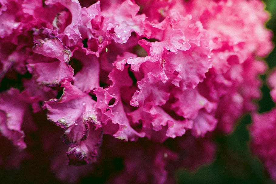 wallpaper, nature, texture, flowering plant, beauty in nature HD wallpaper
