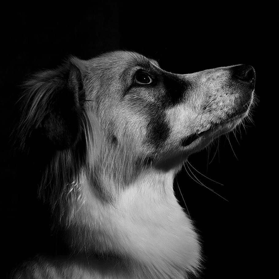 brown dog, one animal, canine, mammal, animal themes, pets, domestic animals HD wallpaper
